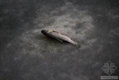 中國(guó)水污染問(wèn)題很嚴(yán)重 帶您簡(jiǎn)單看幾個(gè)案例(圖文) 中國(guó)水污染問(wèn)題很嚴(yán)重 帶您簡(jiǎn)單看幾個(gè)案例(圖文)
